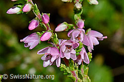 Besenheide (Calluna vulgaris). Blüten (25.07.2020, C169513)