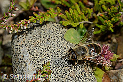 Mistbiene (Eristalis tenax) auf Stein sitzend (25.07.2020, C169517)