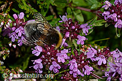 Hellgelbe Erdhummel (Bombus lucorum) an Arznei-Thymian (Thymus pulegioides) (25.07.2020, C169522)