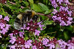 Arznei-Thymian (Thymus pulegioides)