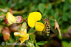 Grosse Schwebfliege (Syrphus ribesii) an Gewöhnlichem Hornklee (Lotus corniculatus) (25.07.2020, C169551)
