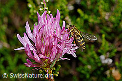Grosse Schwebfliege (Syrphus ribesii) auf Rot-Klee (Trifolium pratense) (C169556) Grosse Schwebfliege (Syrphus ribesii) auf Rot-Klee (Trifolium pratense) (C169556)