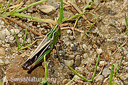 Grasshopper (Stenobothrus lineatus), (C169564) Grasshopper (Stenobothrus lineatus), (C169564)