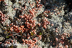 Rosafarbene Köpfchenflechte (Dibaeis baeomyces) (25.07.2020, C169585)