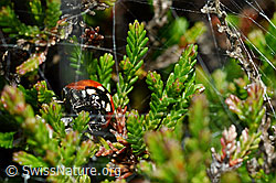 Siebenpunkt-Marienkäfer (Coccinella septempunctata) an Besenheide (Calluna vulgaris) (25.07.2020, C169620)