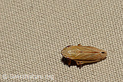 Grasschaumzikade (Neophilaenus lineatus) (25.07.2020, C169679)