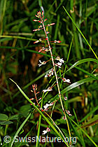 Grosses Hexenkraut (Circaea lutetiana) (25.07.2020, C169690)