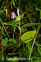 Ausgerandeter Hohlzahn (Galeopsis bifida) (25.07.2020, C169699)