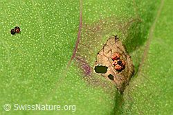 C169714: Gallen an Wald-Springkraut (Impatiens noli-tangere)