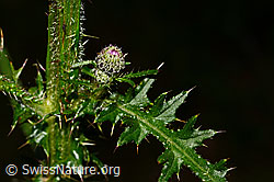 Sumpf-Kratzdistel (Cirsium palustre) (25.07.2020, C169725)