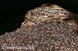 Rote Waldameisen (Formica rufa) (C169746) Rote Waldameisen (Formica rufa) (C169746)