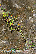 Safrangelber Steinbrech (Saxifraga mutata) (25.07.2020, C169757)