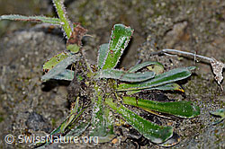 Photo: Safrangelber Steinbrech (Saxifraga mutata)