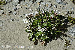 Alpen-Schaumkraut (Cardamine alpina) (C170003)