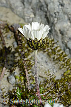 Gewöhnliche Alpenmargerite (Leucanthemopsis alpina) (C170092)