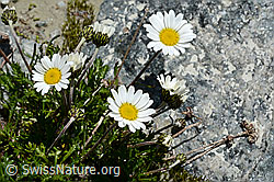 Gewöhnliche Alpenmargerite (Leucanthemopsis alpina) (C170096)