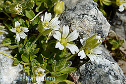 Einblütiges Hornkraut (Cerastium uniflorum) (C170101)