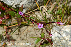 Alpen-Weidenröschen (Epilobium anagallidifolium) (C170115) Alpen-Weidenröschen (Epilobium anagallidifolium) (C170115)