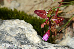 Alpen-Weidenröschen (Epilobium anagallidifolium) (C170116) Alpen-Weidenröschen (Epilobium anagallidifolium) (C170116)