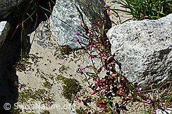 Alpen-Weidenröschen (Epilobium anagallidifolium) (C170118) Alpen-Weidenröschen (Epilobium anagallidifolium) (C170118)