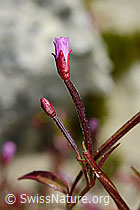 Alpen-Weidenröschen (Epilobium anagallidifolium) (C170124) Alpen-Weidenröschen (Epilobium anagallidifolium) (C170124)