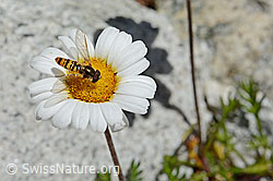 Gewöhnliche Alpenmargerite (Leucanthemopsis alpina)
