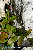 Alpen-Weidenröschen (Epilobium anagallidifolium) (C170199) Alpen-Weidenröschen (Epilobium anagallidifolium) (C170199)