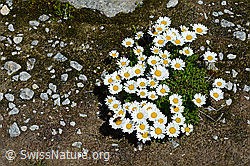 Gewöhnliche Alpenmargerite (Leucanthemopsis alpina) (C170202)