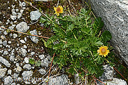 Kriechende Berg-Nelkenwurz (Geum reptans) (C170229)