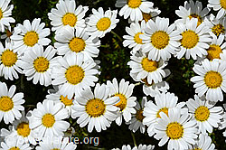 Gewöhnliche Alpenmargerite (Leucanthemopsis alpina) (C170288)