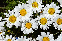 Gewöhnliche Alpenmargerite (Leucanthemopsis alpina) (C170289)