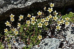 Moosartiger Steinbrech (Saxifraga bryoides) (C170311)