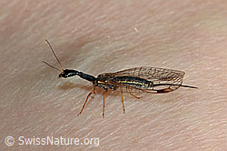 C171147: Gelbfüssige Kamelhalsfliege (Dichrostigma flavipes)