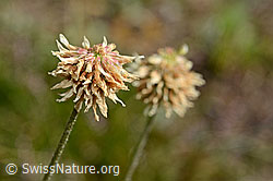 Photo: Berg-Klee (Trifolium montanum)