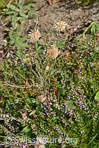 Photo: Berg-Klee (Trifolium montanum)