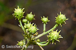 Doldiges Habichtskraut (Hieracium umbellatum) (C171188) Doldiges Habichtskraut (Hieracium umbellatum) (C171188)