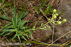 Doldiges Habichtskraut (Hieracium umbellatum) (C171191) Doldiges Habichtskraut (Hieracium umbellatum) (C171191)