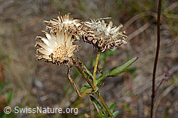 Centaurea scabiosa (C171194)