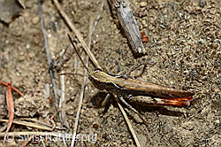 Brauner Grashüpfer (Chorthippus brunneus) (C171203)