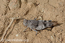Blauflügelige Ödlandschrecke (Oedipoda caerulescens) (02.08.2020, C171217)