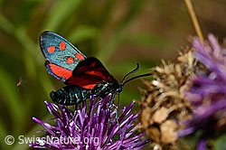Hufeisenklee-Widderchen (Zygaena transalpina) auf Skabiosen-Flockenblume (Centaurea scabiosa) (02.08.2020, C171241)