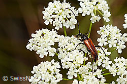 Schwarzgesaumter Schmalbock (Anastrangalia dubia) (02.08.2020, C171284)