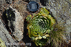 Echte Hauswurz (Sempervivum tectorum) (C171308) Echte Hauswurz (Sempervivum tectorum) (C171308)
