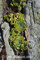 Echte Hauswurz (Sempervivum tectorum) (C171309) Echte Hauswurz (Sempervivum tectorum) (C171309)