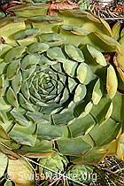 Echte Hauswurz (Sempervivum tectorum) (C171314) Echte Hauswurz (Sempervivum tectorum) (C171314)