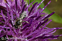 Gewöhnliche Zwergsandbiene (Andrena minutula) auf Skabiosen-Flockenblume (Centaurea scabiosa) (02.08.2020, C171346)