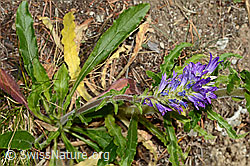Ährige Glockenblume (Campanula spicata) (02.08.2020, C171369)