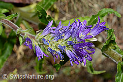 Ährige Glockenblume (Campanula spicata) (02.08.2020, C171370)