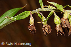Braunrote Sumpfwurz (Epipactis atrorubens) (C171372) Braunrote Sumpfwurz (Epipactis atrorubens) (C171372)