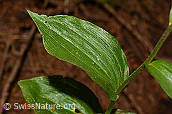 Braunrote Sumpfwurz (Epipactis atrorubens) (C171373) Braunrote Sumpfwurz (Epipactis atrorubens) (C171373)
